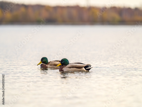 Duck swims in the pond. Mallard, lat. Anas platyrhynchos, male