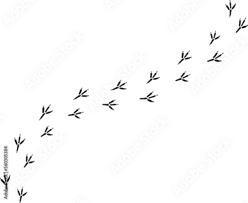 Vector black bird paw steps road isolated on white background.eps