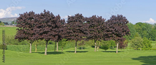 A mix of beautiful trees and plants on the greens at Golf Course Resort in the UK
