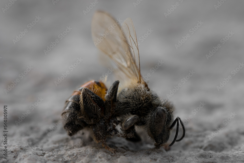macro detail of dead bee on neutral background, bee concept macro detail of dead bee on neutral background, bee concept