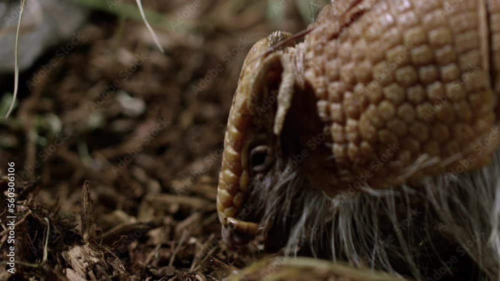 Armadillo eats grub - side profile - close up Armadillo eats grub - side profile - close up