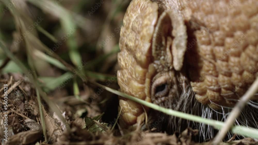 Armadillo finds and eats a bug on the forest floor - extreme close up - side profile Armadillo finds and eats a bug on the forest floor - extreme close up - side profile