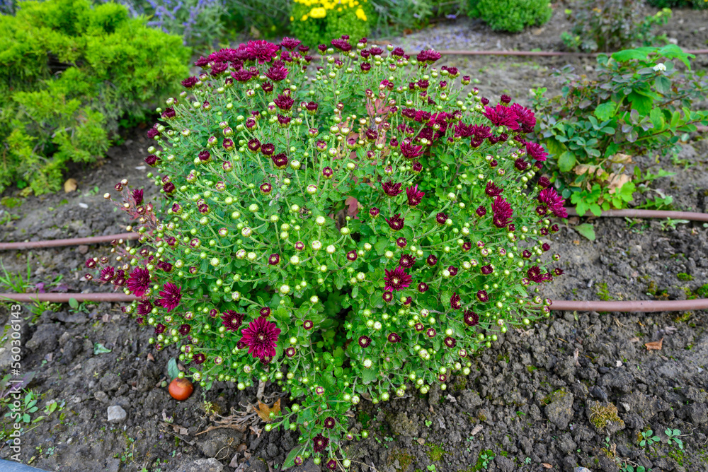 Naklejka premium flowerbed with blooming chrysanthemum burgundy