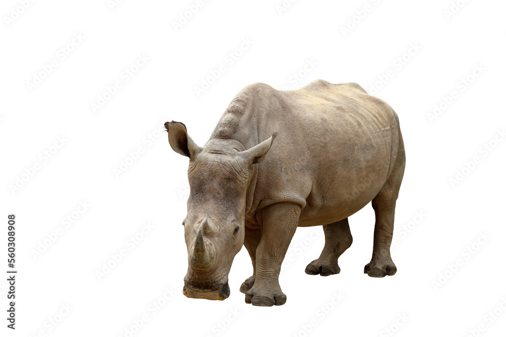 Obraz premium Rhinoceros isolated on transparent background png file 