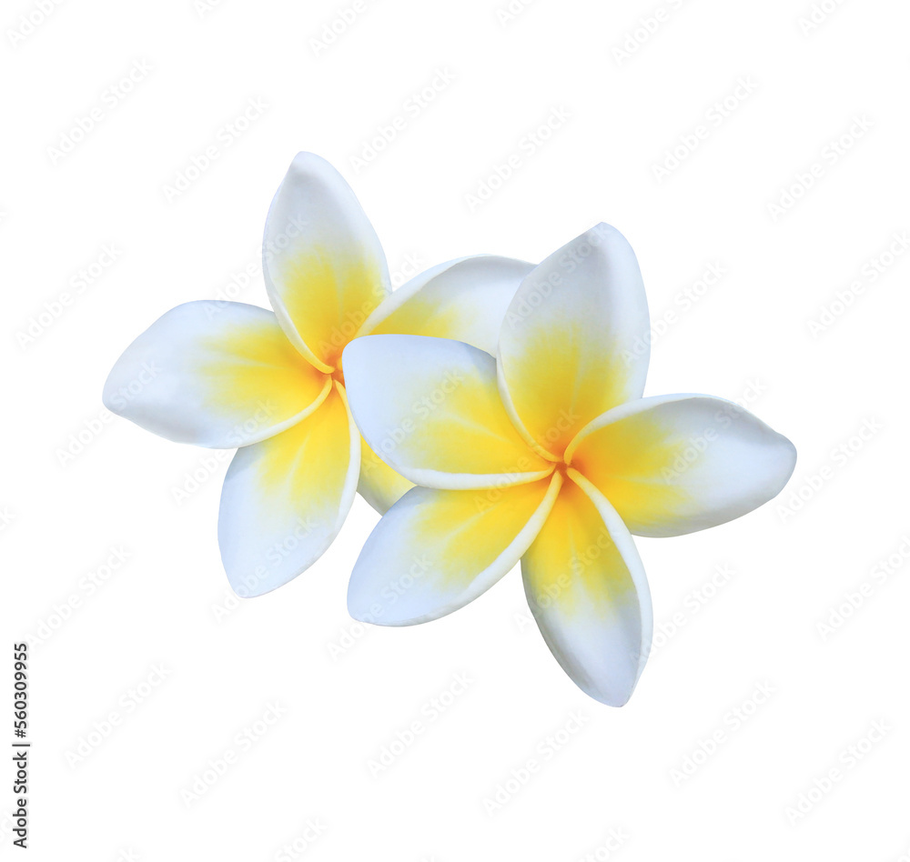 Fototapeta premium Plumeria or Frangipani or Temple tree flower. Close up white-yellow plumeria flowers bouquet isolated on white background.