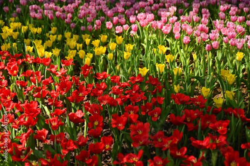 Fototapeta Naklejka Na Ścianę i Meble -  beautiful colourful tulip in the garden, natural background