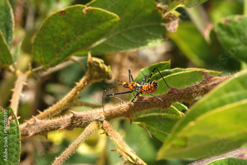 Assassin bug nymph in a bush, in a field in Cotacachi, Ecuador