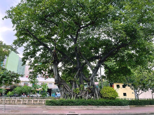 Amazing green big tree on the street of city. Species of Ficus, Ficus benghalensis, banyan fig, Indian banyan. Tropical and subtropical plant, banyans. Unusual huge trunk and dense crown of foliage.