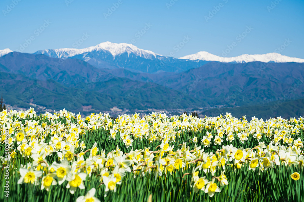 Fototapeta premium スイセンの花と雪の南アルプス