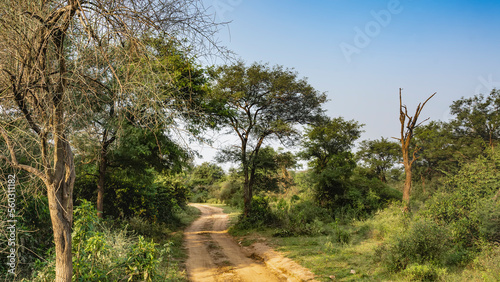 A dirt safari road winds through the jungle. Ruts are visible. Grass and green trees on the roadsides. Clear blue sky. India. Sariska National Park