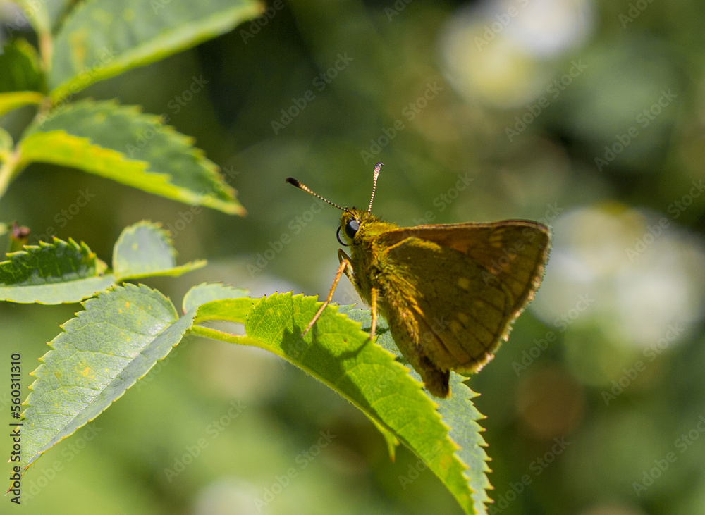 Obraz premium butterfly on a leaf of a plant on a sunny day, close-up.