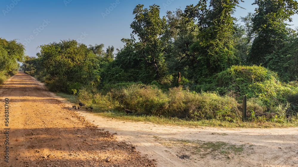 A straight dirt road for safari runs through the jungle. Lush green vegetation around. A family of peacocks with chicks can be seen on the side of the road. Blue sky. India. Sariska National Park A straight dirt road for safari runs through the jungle. Lush green vegetation around. A family of peacocks with chicks can be seen on the side of the road. Blue sky. India. Sariska National Park