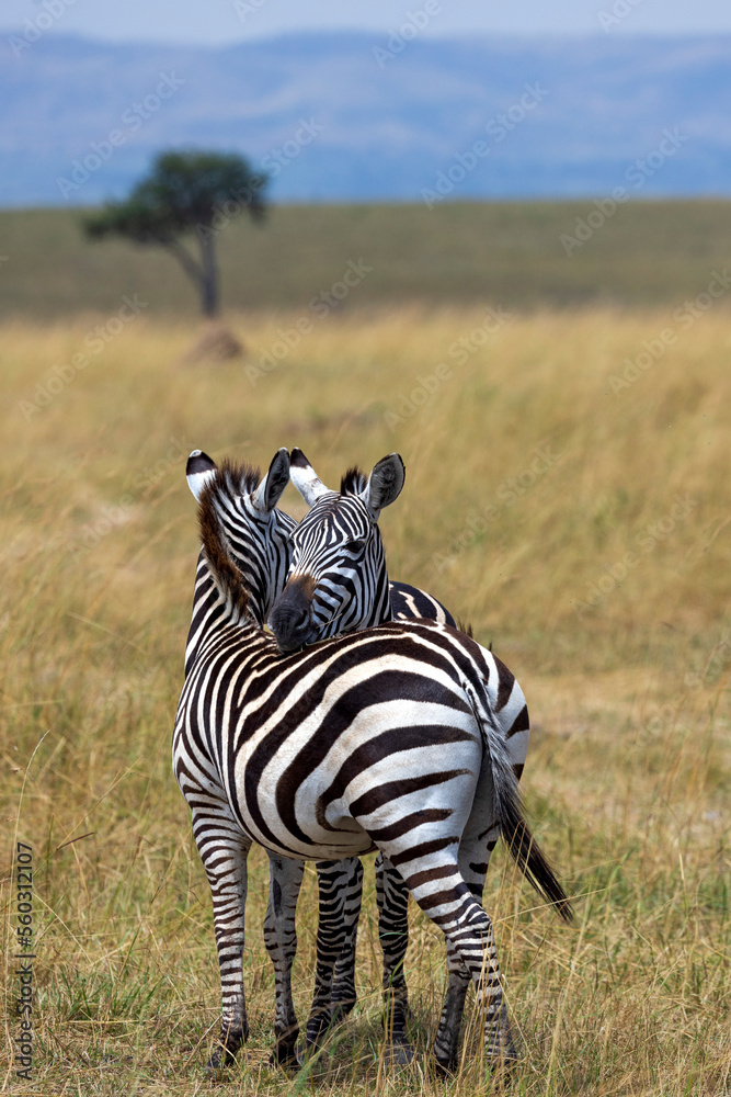 Naklejka premium Zebras in love in the Maasai Mara