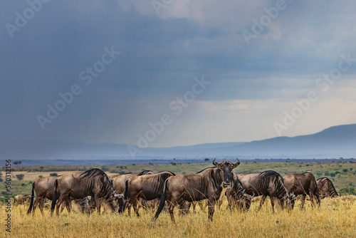 Wildebeest in the rain in the Maasai Mara