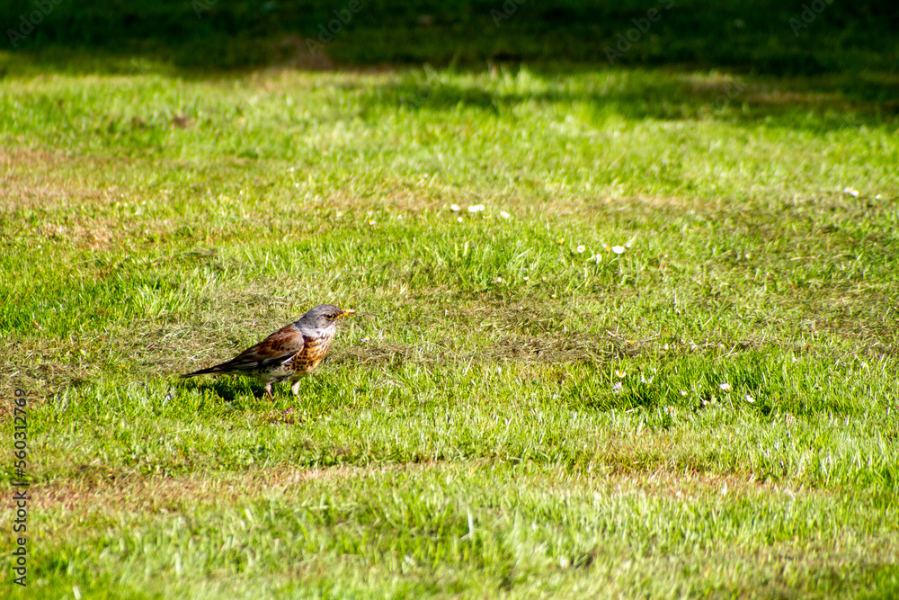 spring season in sirud birds spring season in sirud birds