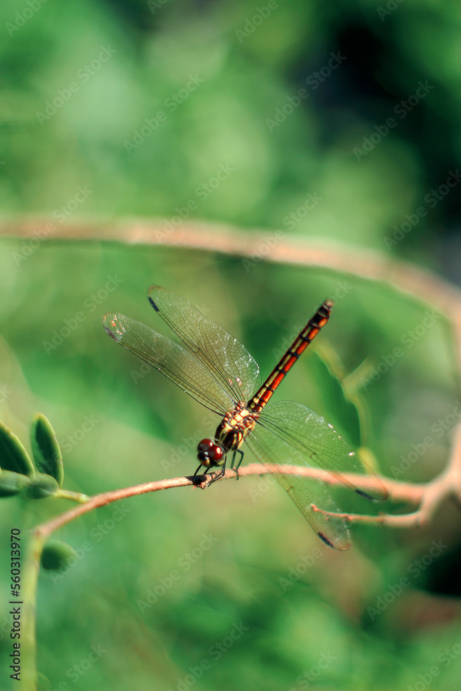 dragonfly on a leaf. dragonfly on a branch. Dragonflies are insects that have the ability to fly. nature background. dragonfly on a leaf. dragonfly on a branch. Dragonflies are insects that have the ability to fly. nature background.