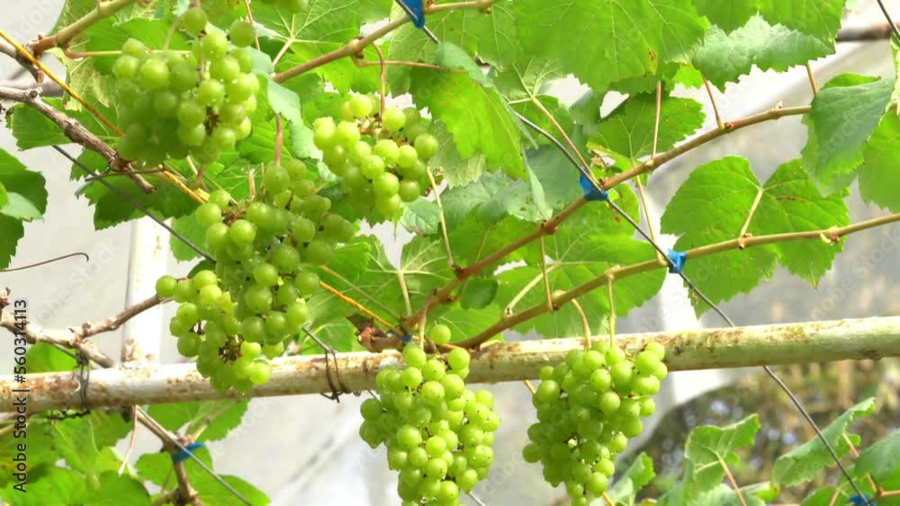 Moving under bunches of growing white grapes hanging in the vine with green leaves inside greenhouse. Moving under bunches of growing white grapes hanging in the vine with green leaves inside greenhouse.