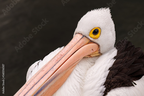 Australian pelican closeup relaxing in the rain