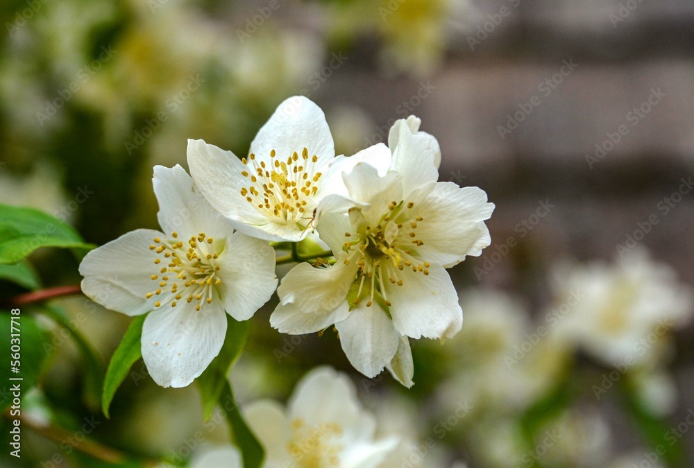 Flowering European pipe shrub, Philadelphus coronarius . Flowering European pipe shrub, Philadelphus coronarius .