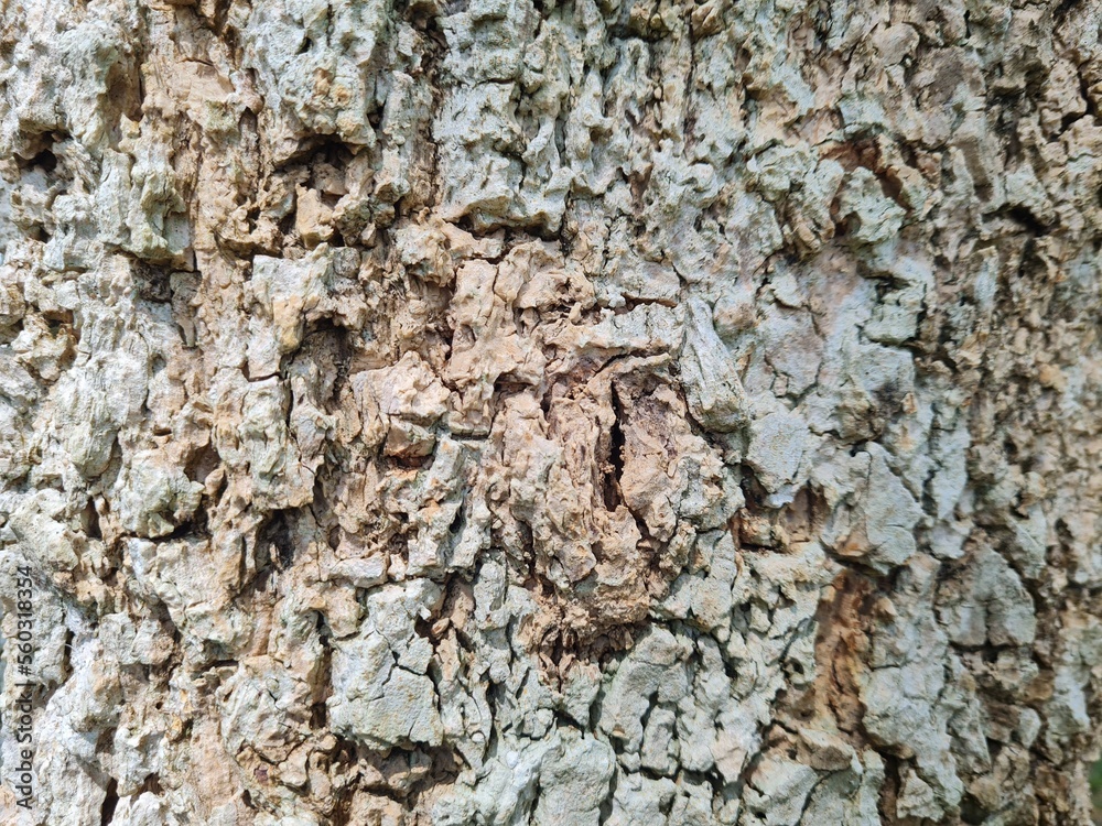 The patterned texture of the bark on the tree is beautiful. The patterned texture of the bark on the tree is beautiful.