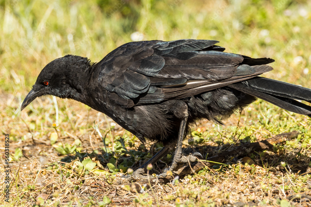 Naklejka premium White-winged Chough in Victoria, Australia