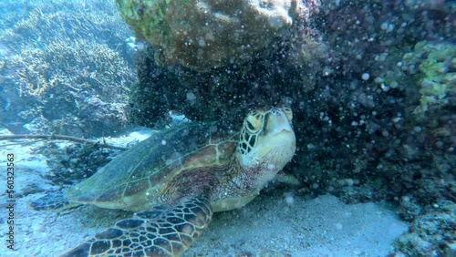 Wallpaper Mural Scene Of Green Sea Turtle Resting Undersea During Sunny Day. Underwater Torontodigital.ca