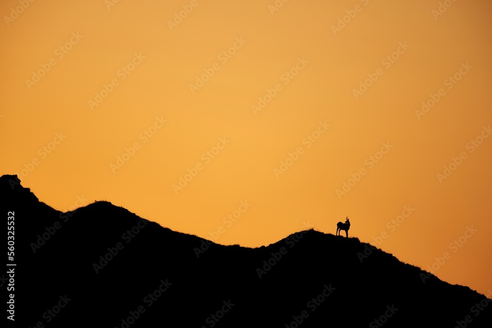 Chamois silhouette in the mountains