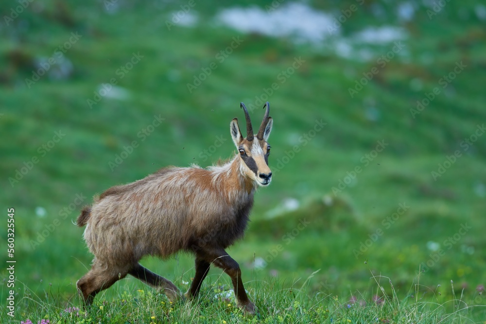 Wild chamois in the meadow. Rupicapra rupicapra. Wild chamois in the meadow. Rupicapra rupicapra.
