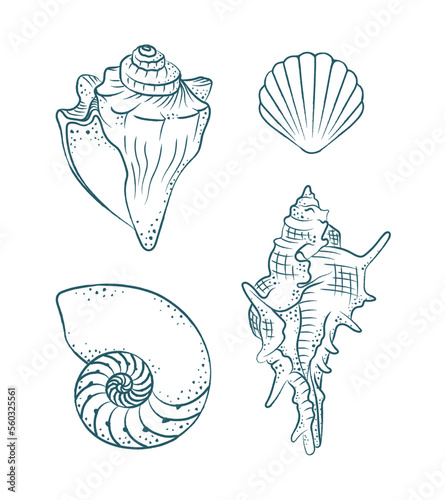 Seashells vector illustration set. Abstract boho sketch doodle style. Illustrations for menu, seafood restaurant design, resort hotel spa, surf boards. Wall Art Print, t shirt, phone case