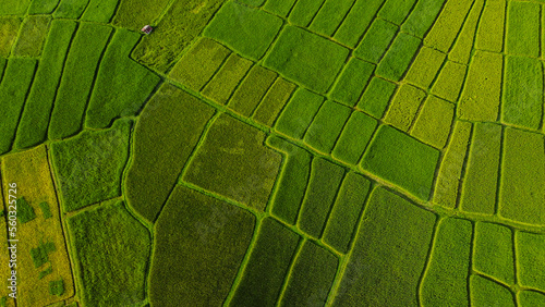 Aerial view of the green rice field and some trees, grew in different pattern. Natural the texture for background.