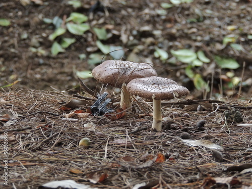 Brown amanita (Amanita pantherina) in Tottori, Japan photo