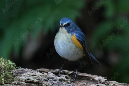 red flanked blue tail in a forest © Matthewadobe