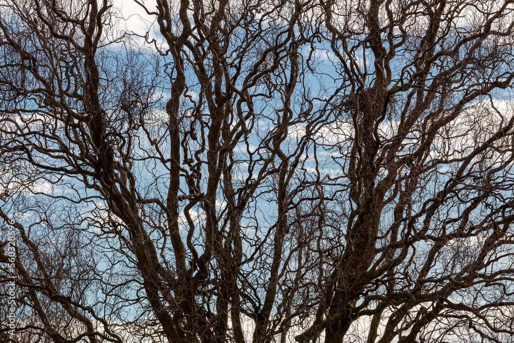 Salix matsudana tortuous. Detail of a tortuous or twisted willow in winter. Salix matsudana tortuous. Detail of a tortuous or twisted willow in winter.