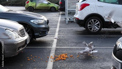 Seagulls scavenging food litter in a London car park.  Fast motion. photo