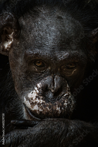 Cape Guinean chimpanzee bred in captivity.