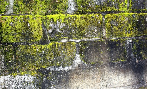 Mossy Wall Texture