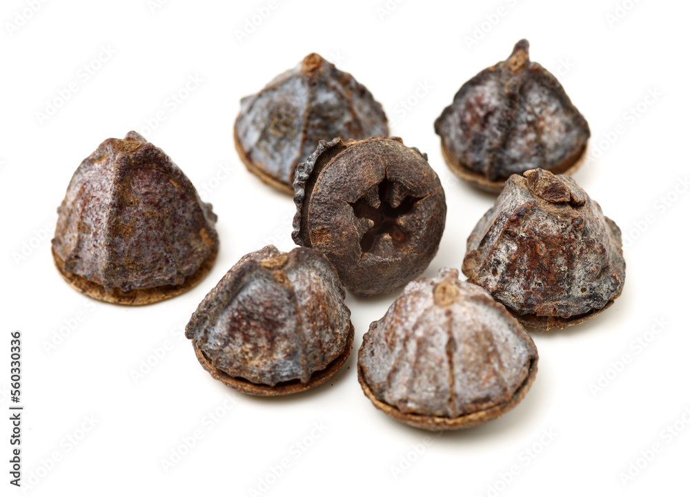 Dried fruits of eucaliptus globulus labill on white background Dried fruits of eucaliptus globulus labill on white background