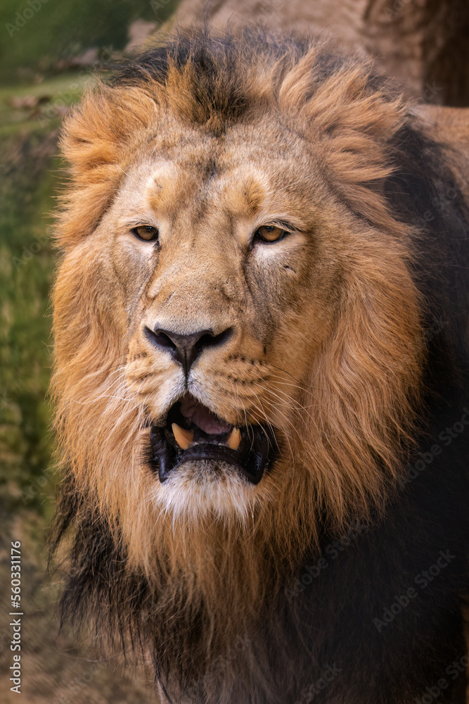 Portrait of a male lion outdoors.