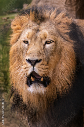 Portrait of a male lion outdoors. © lapis2380