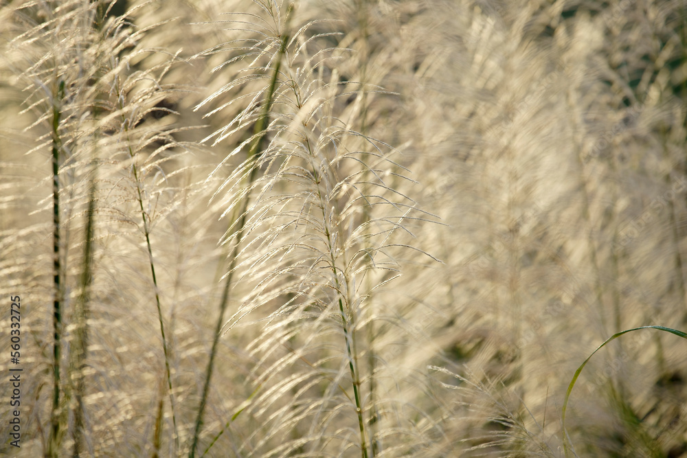 Fototapeta premium white reeds flower