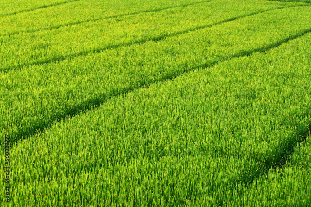 rice plantation