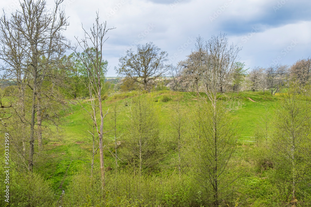 Spring greenery on a meadow by a deciduous forest Spring greenery on a meadow by a deciduous forest