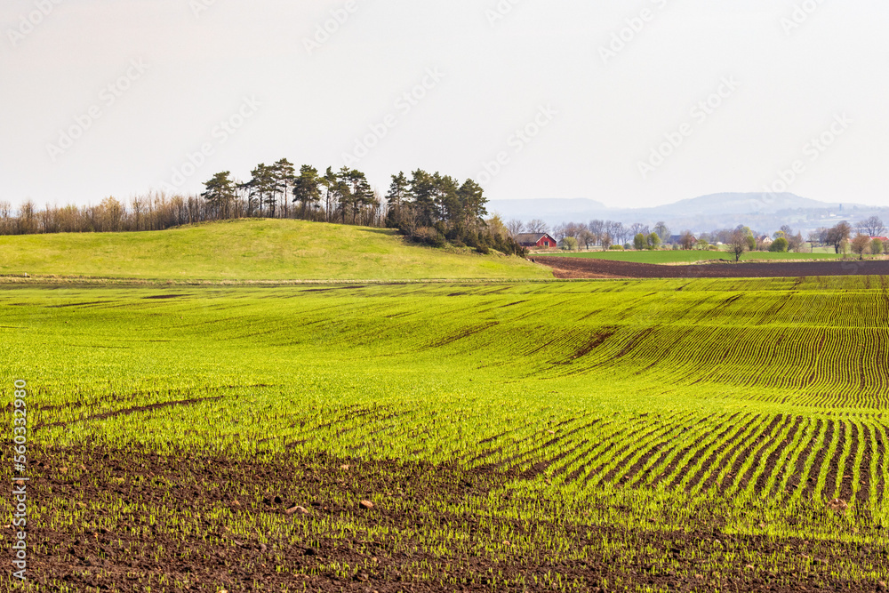 Fototapeta premium Green farmland at springtime