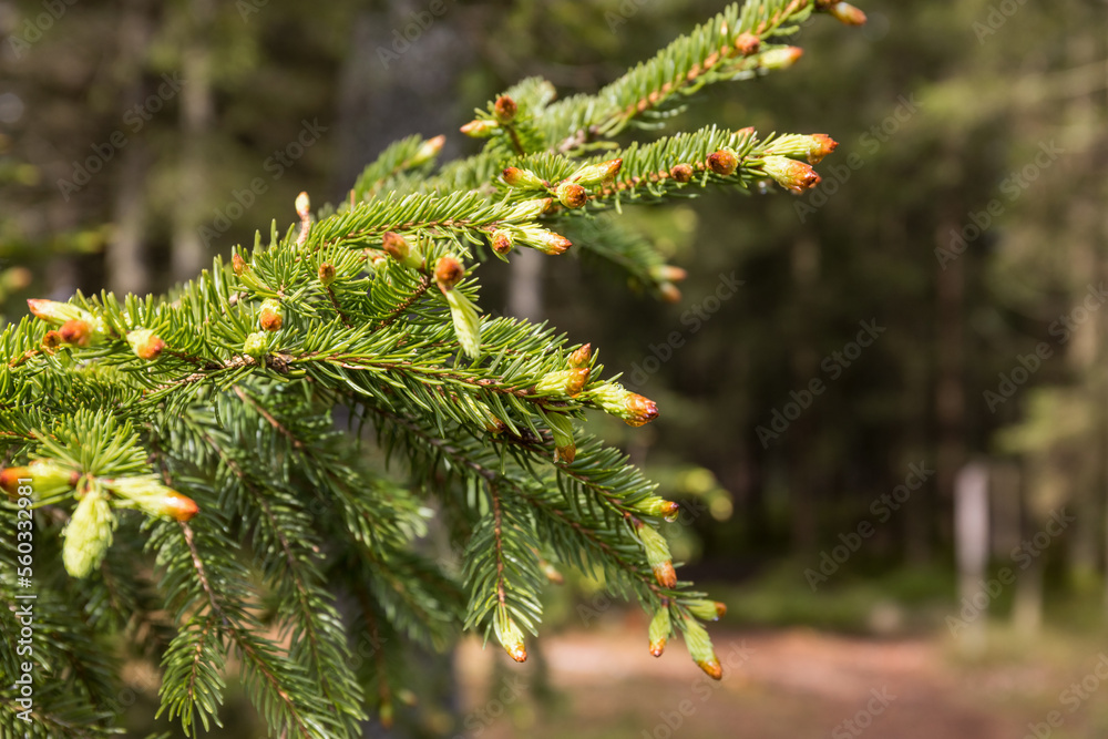 Spruce branch with green buds in spring Spruce branch with green buds in spring