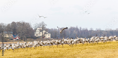 Panoramic view of a flock of cranes on a field photo