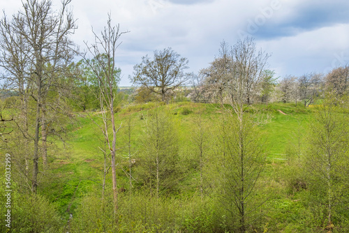 Spring greenery on a meadow by a deciduous forest