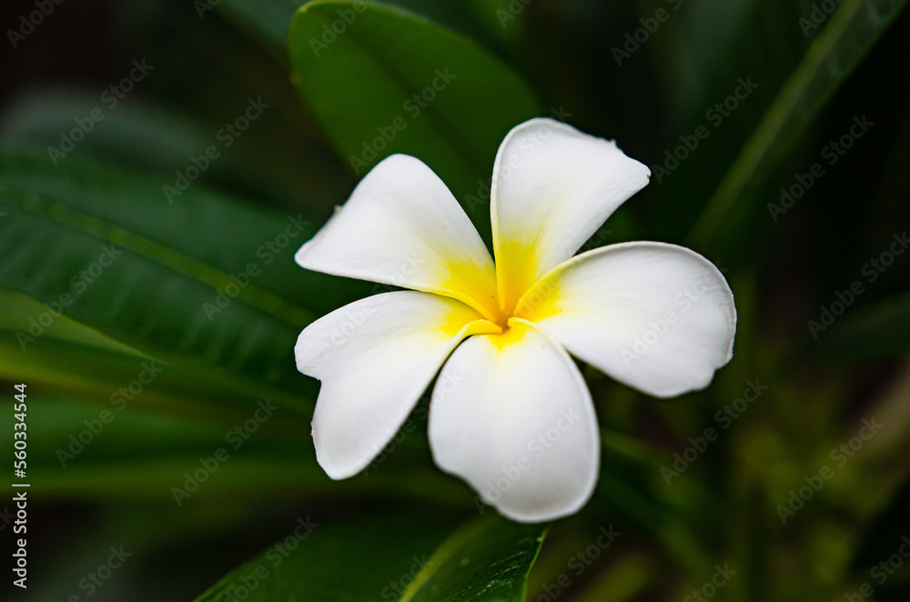 Fototapeta premium The beauty of the flower