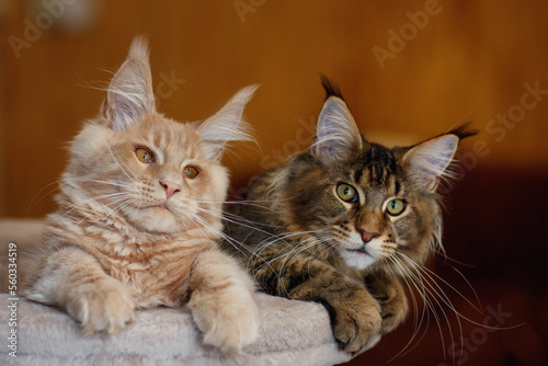 Portrait of two cute striped Maine Coon kittens red and gray lie on a play stand  