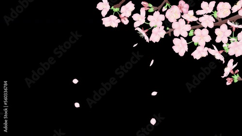 風に揺れる桜の花と舞い散る花びらのループアニメーションビデオ素材　背景透過のアルファチャンネル付き