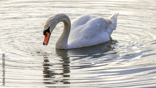 Mute swan on the Rhone in the morning light